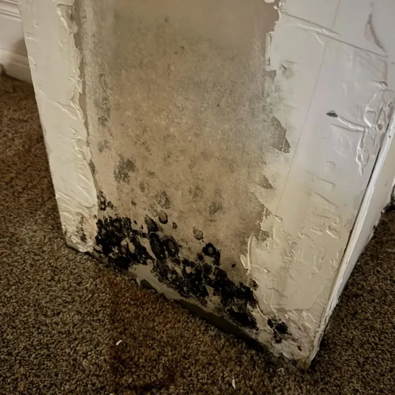 Professional Mold Removal in El Granada, CA
